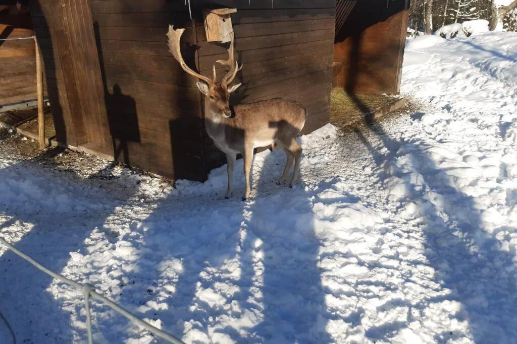 Gemuetliche Ferienwohnung In Sankt Blasien Kültér fotó